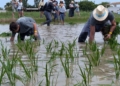 Deltebre celebra la Plantada de l’Arròs amb el compromís d’Interior de blindar el Delta davant els riscos climàtics