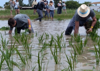 Deltebre celebra la Plantada de l’Arròs amb el compromís d’Interior de blindar el Delta davant els riscos climàtics