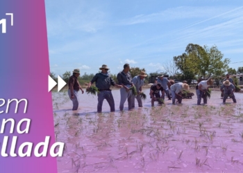 Festa de la plantada d’Amposta