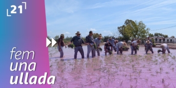 Festa de la plantada d’Amposta