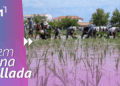Festa de la Plantada de Deltebre