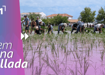 Festa de la Plantada de Deltebre