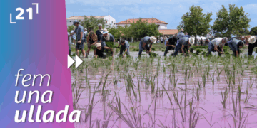 Festa de la Plantada de Deltebre