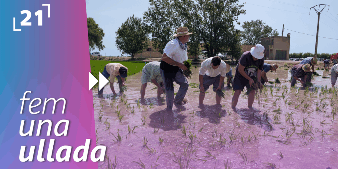 Festa de la plantada a l’Aldea