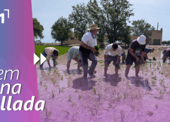 Festa de la plantada a l’Aldea