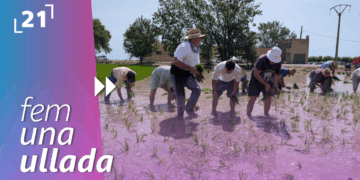 Festa de la plantada a l’Aldea