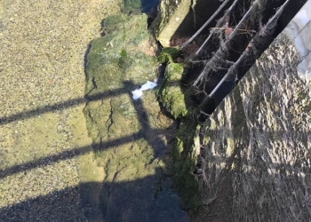 algues canals