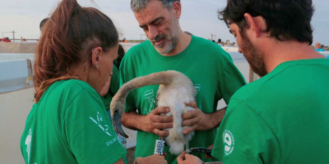 anellament flamencs delta ebre