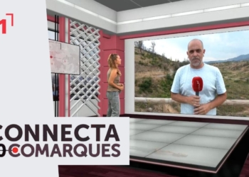 Com han canviat els boscos un any després de l’incendi?