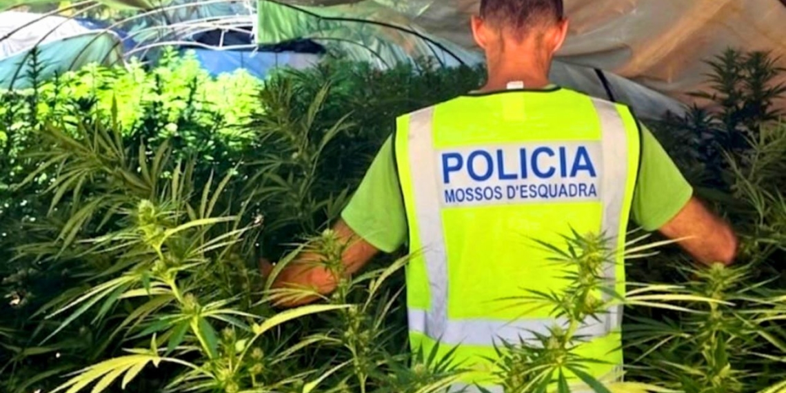 plantacio marihuana tivissa