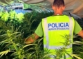 plantacio marihuana tivissa
