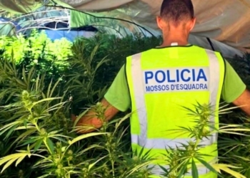 plantacio marihuana tivissa
