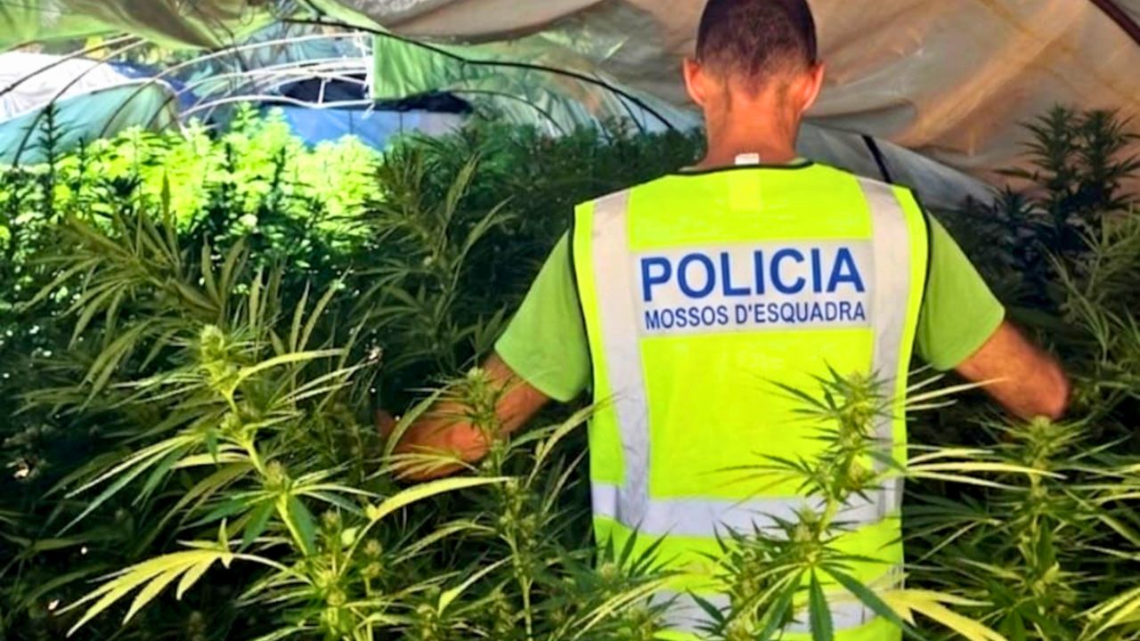 plantacio marihuana tivissa