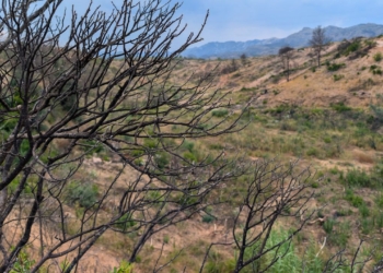 regeneracio bosc incendi