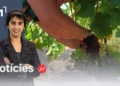 Notícies 21