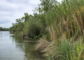 canya ribera ebre