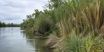 canya ribera ebre