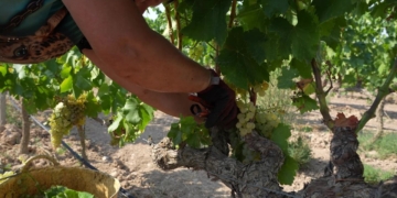 verema terra alta