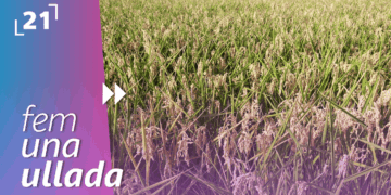 Festa de la Sega de la Ràpita