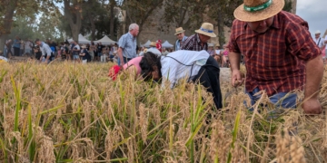 La Ribera d’Ebre homenatja quinze persones grans en la festa comarcal a Móra d’Ebre