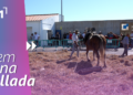 Festa de la sega de l’Ampolla