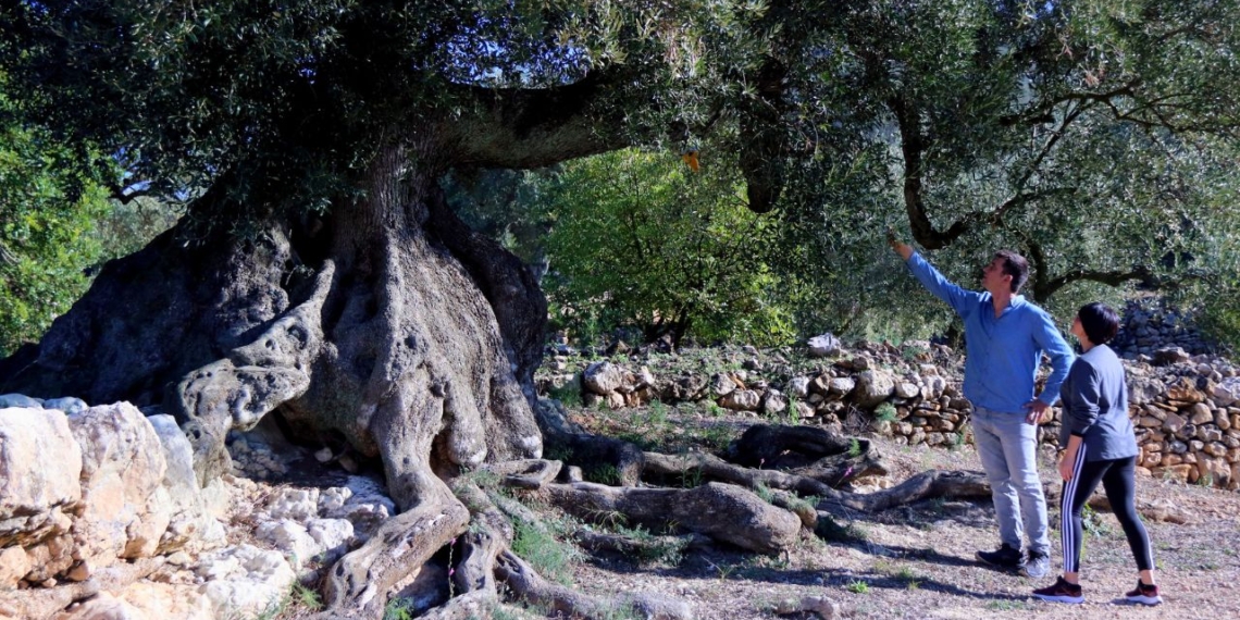 oliveres monumentals