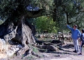 oliveres monumentals
