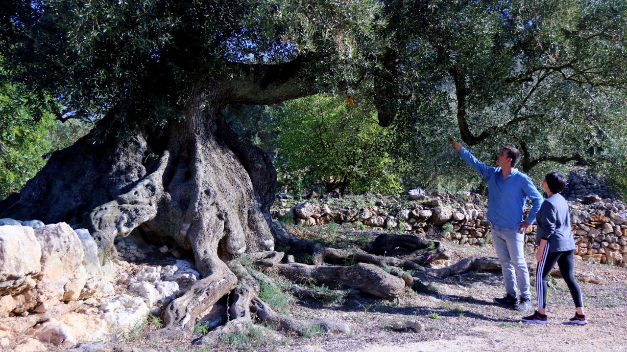 oliveres monumentals