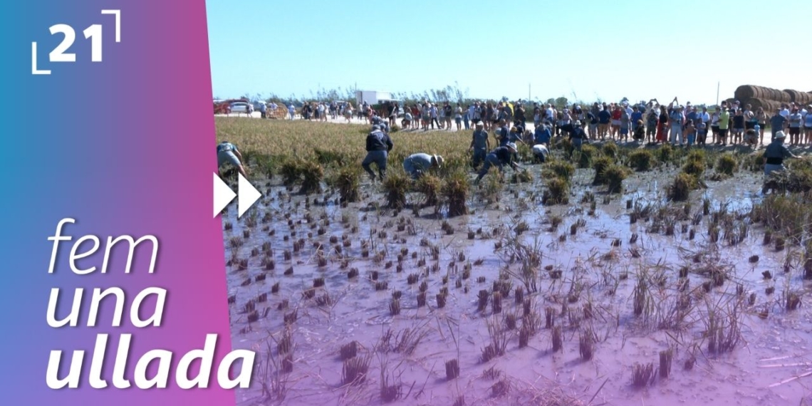 Festa de la Sega de Deltebre
