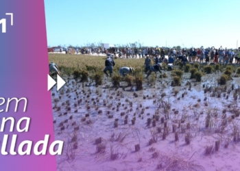Festa de la Sega de Deltebre