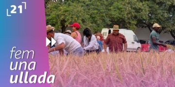 Festa de la Sega de l’Aldea