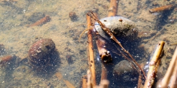 Caragol maçana en un arrossar del Delta de l’Ebre