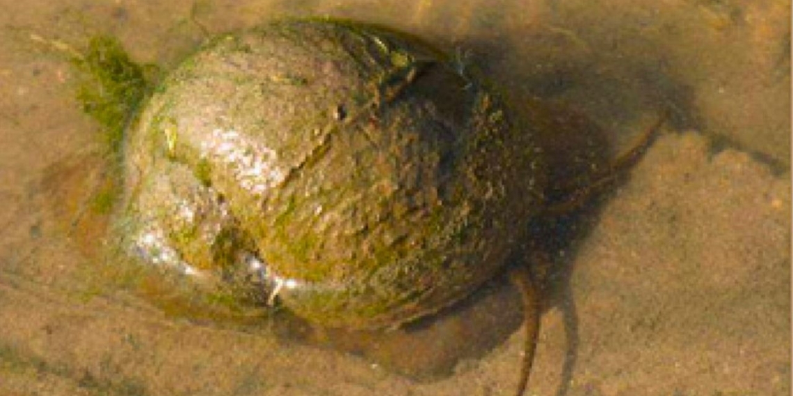 caragol poma