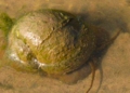 caragol poma