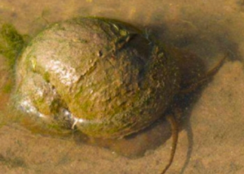 caragol poma