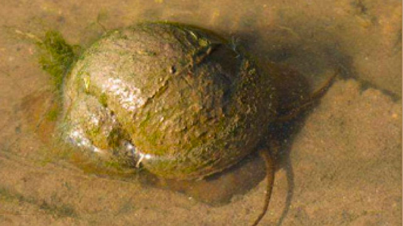 caragol poma