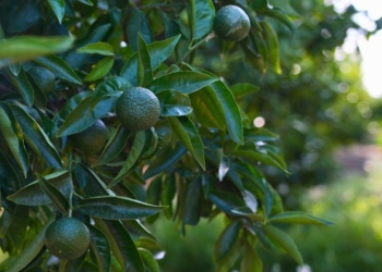 Clementines clemenules en una plantació de les Terres de l’Ebre