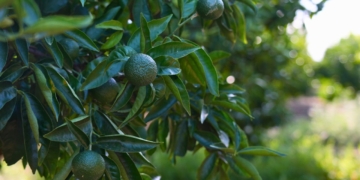 Clementines clemenules en una plantació de les Terres de l’Ebre