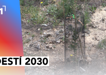 Reforestació dels boscos de Xerta un any després de l’incendi
