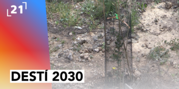 Reforestació dels boscos de Xerta un any després de l’incendi