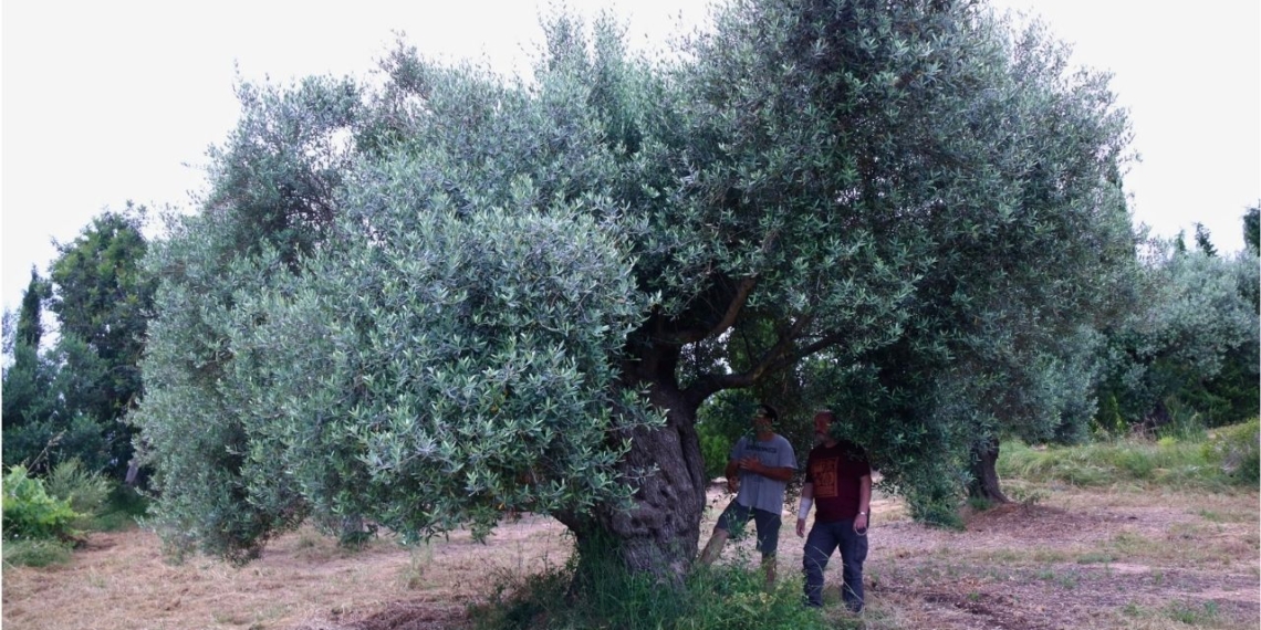 Una olivera monumental a la partida de Valldepins d'Ulldecona