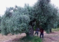 Una olivera monumental a la partida de Valldepins d'Ulldecona