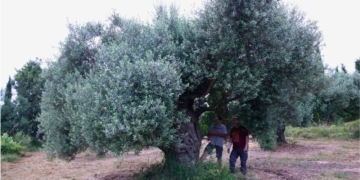 Una olivera monumental a la partida de Valldepins d'Ulldecona