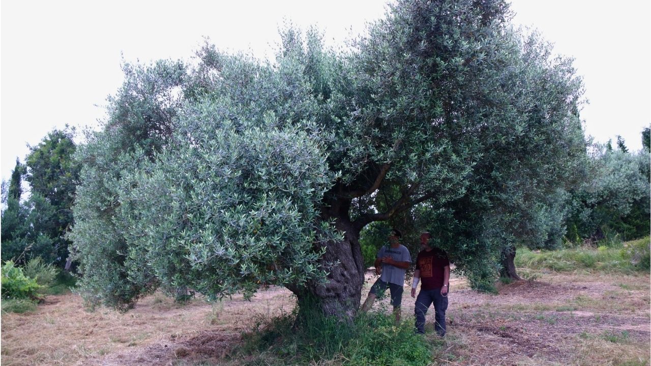Una olivera monumental a la partida de Valldepins d'Ulldecona