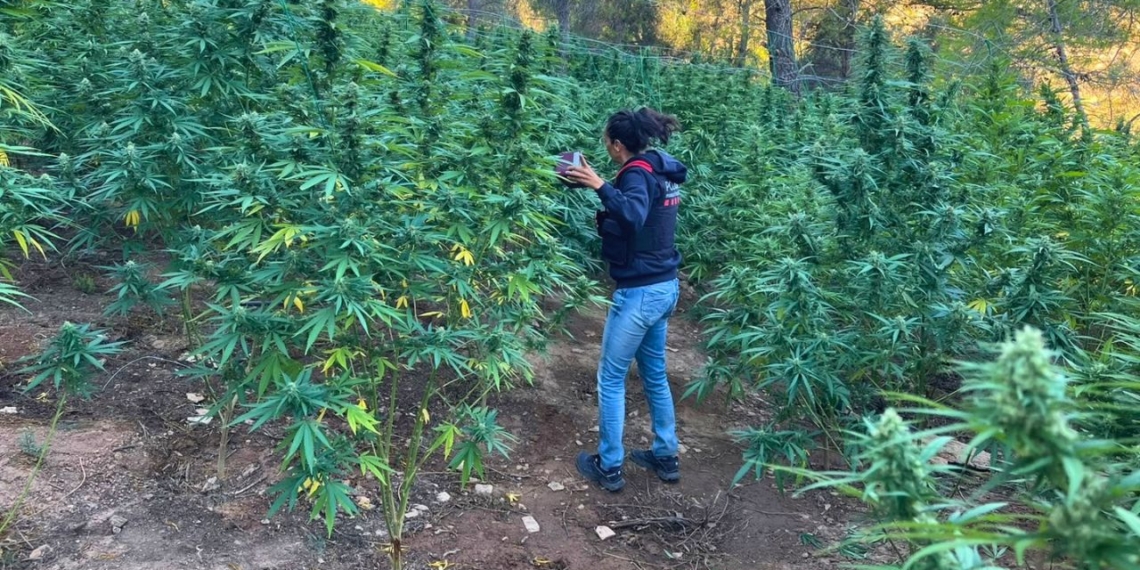 Plantació de marihuana desmantellada pels Mossos a Vilalba dels Arcs