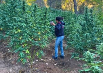 Plantació de marihuana desmantellada pels Mossos a Vilalba dels Arcs