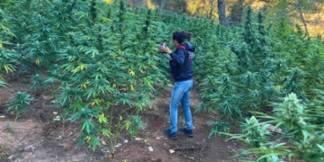 Plantació de marihuana desmantellada pels Mossos a Vilalba dels Arcs
