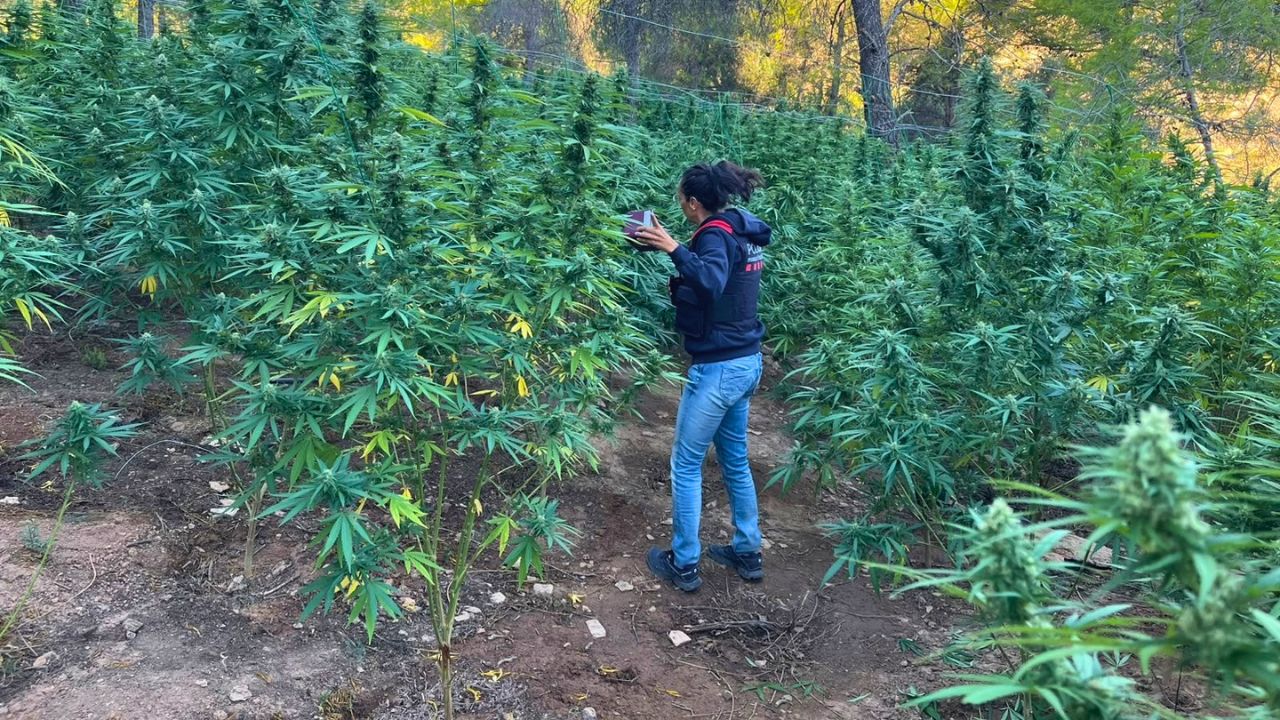 Plantació de marihuana desmantellada pels Mossos a Vilalba dels Arcs