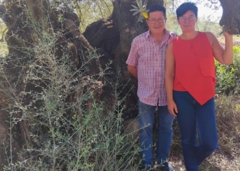 Olivera mil·lenària situada en una finca agrícola del Montsià