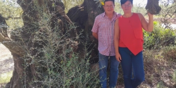 Olivera mil·lenària situada en una finca agrícola del Montsià